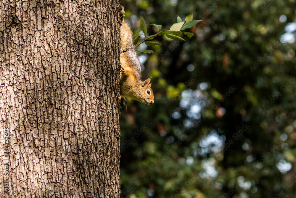 Obraz premium Squirrel on ground. Squirrel nature view. Squirrel portrait. Squirrel funny