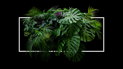 Tropical leaves foliage jungle plant bush floral arrangement nature backdrop with white frame on black background.