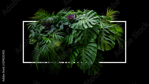 Fototapeta Naklejka Na Ścianę i Meble -  Tropical leaves foliage jungle plant bush floral arrangement nature backdrop with white frame on black background.