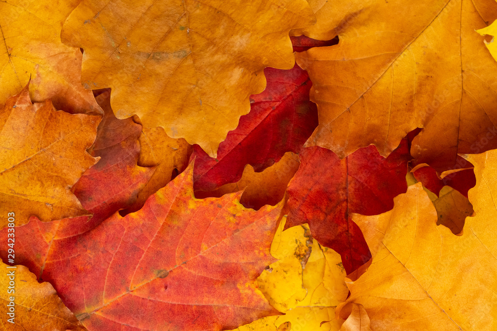 Autumn. Yellow leaves. texture, background. Autumn. Yellow leaves. texture, background.