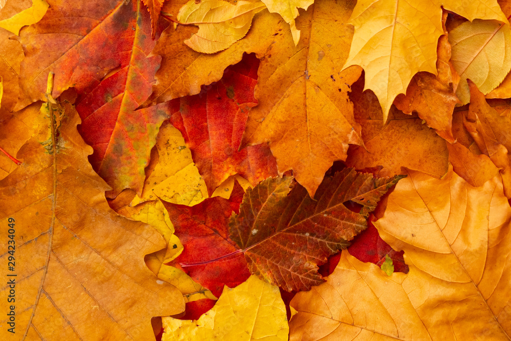 Autumn. Yellow leaves. texture, background.