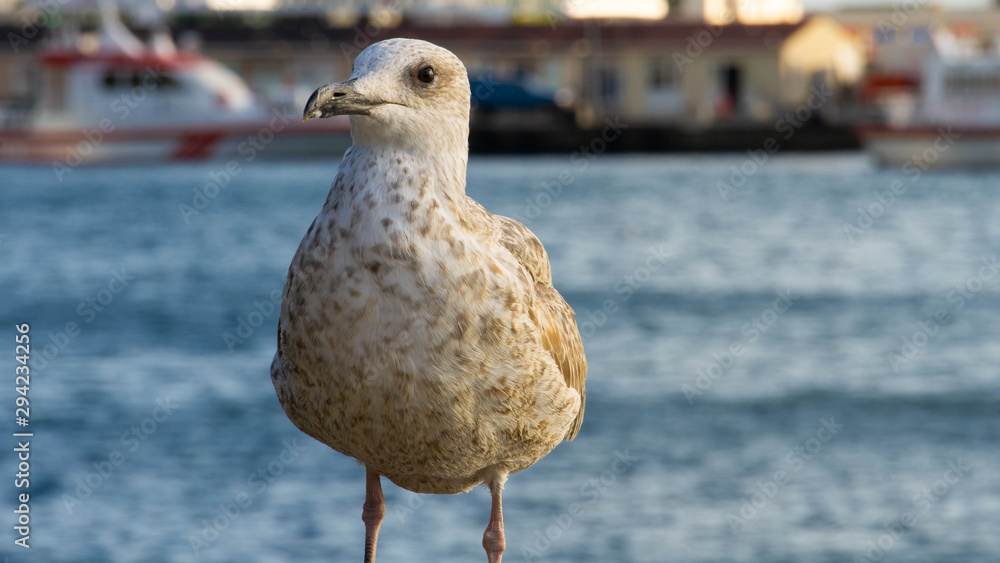 Beautiful Animal Seagull Standing at Coast, Sunset at Sea. Seabird Close Up Photo Beautiful Animal Seagull Standing at Coast, Sunset at Sea. Seabird Close Up Photo