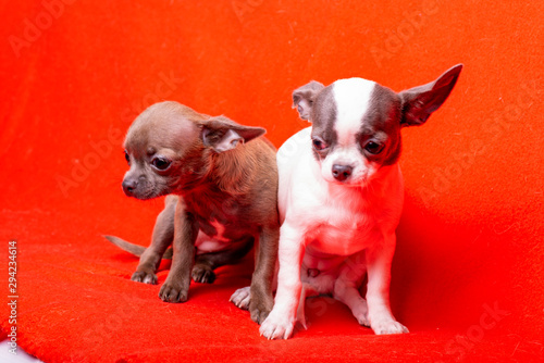 Chihuahua puppy, studio photography of small dogs photo