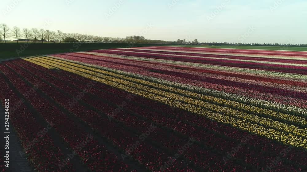 Tulip Fields - Schermerhoorn, Netherlands. Aerial shot Tulip Fields - Schermerhoorn, Netherlands. Aerial shot