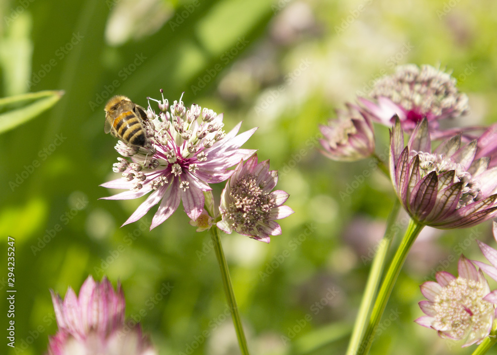 bee on a flower bee on a flower