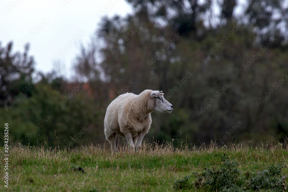 Obraz premium Texelaar Schaf