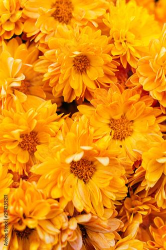 Fresh bright chrysanthemums. Japanese  korean style. Background for a beautiful greeting card.
