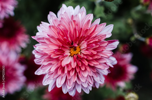 Fresh bright chrysanthemums. Japanese, korean style. Background for a beautiful greeting card.