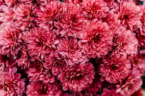 Valokuvatapetti Fresh bright chrysanthemums