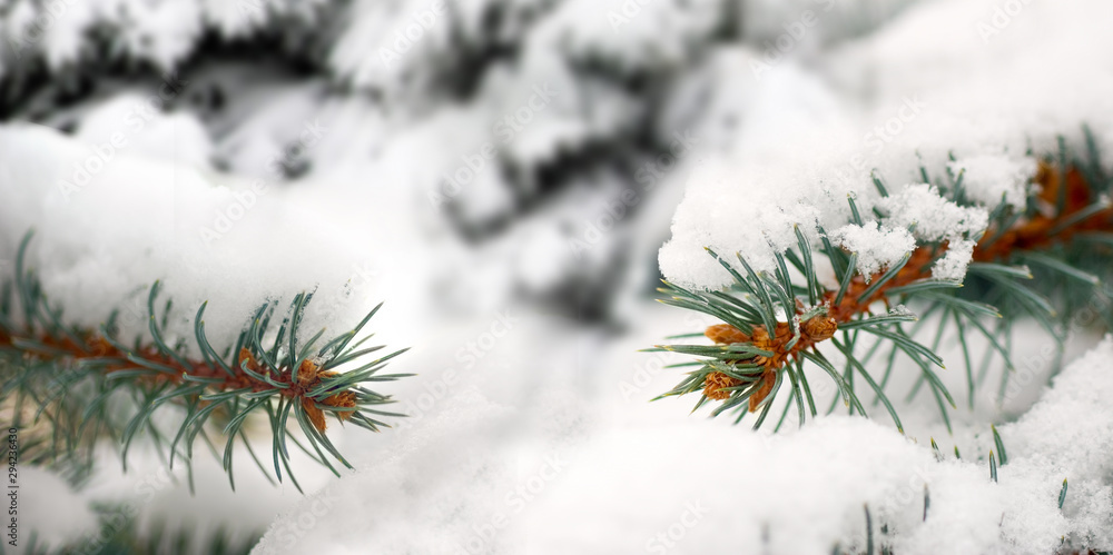 spruce branch on snow background in the winter park spruce branch on snow background in the winter park