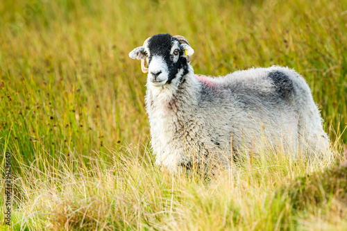 Swaledale sheep, a ewe or female sheep stood in rough pasture land in Yorkshire Dales, UK . Facing forward. Horizontal, space for copy. Swaledale sheep are native to North Yorkshire..