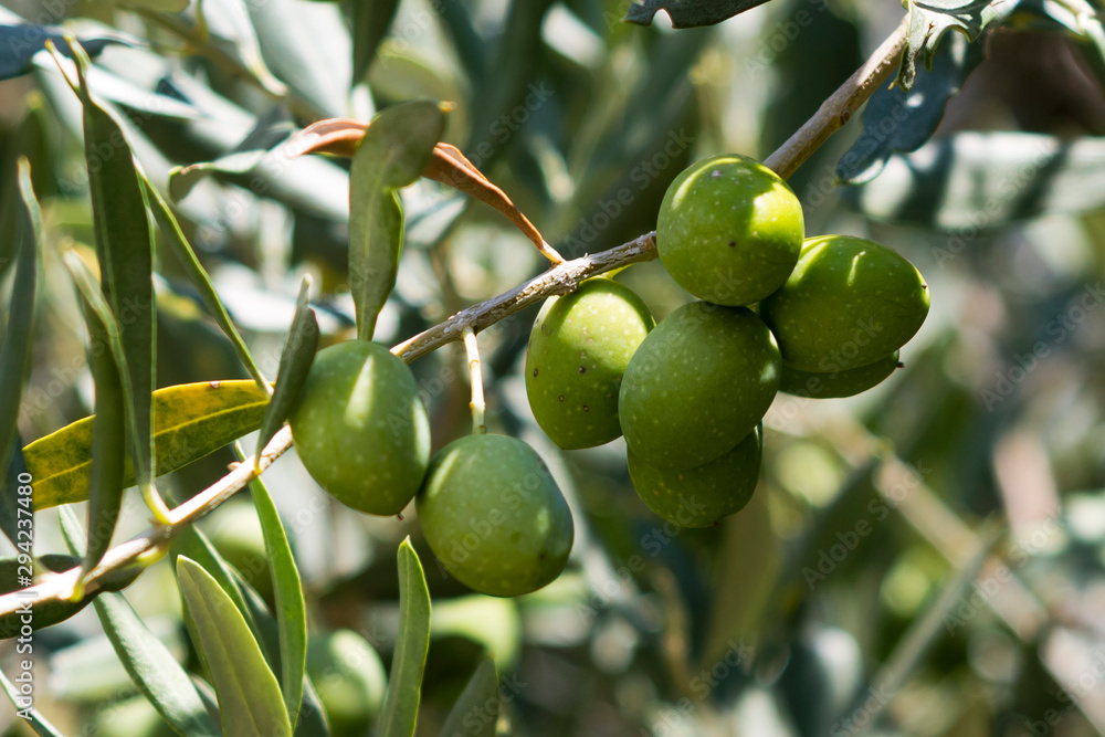 Olive tree branch in sunlight