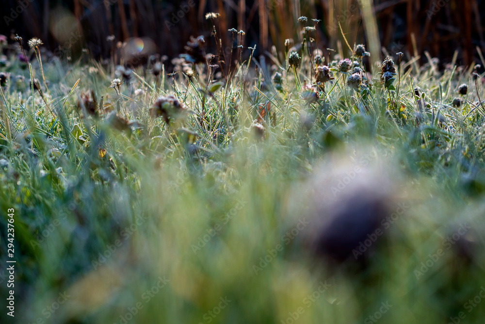 frosted grass in the morning frosted grass in the morning