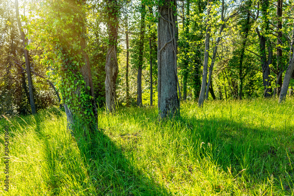 Fototapeta premium Sun through trees overgrown with moss in dense rainforest