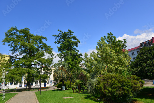Exotic trees in Batumi Youth Park 