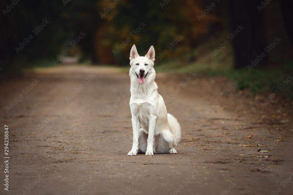 eskimo dog with blue eyes sitting on the road in autumn forest in daytime eskimo dog with blue eyes sitting on the road in autumn forest in daytime