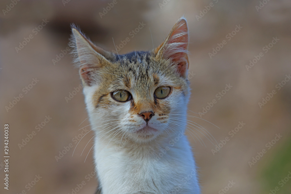 Cute cats living among stones in the ancient city of Izmir / Selcuk / Ephesus. Cute cats living among stones in the ancient city of Izmir / Selcuk / Ephesus.