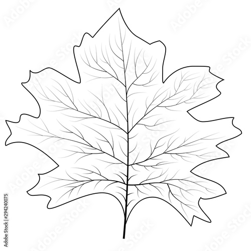 Maple leaf for concept design. September fall. Decoration element. Autumn background. Canada symbol maple leaf