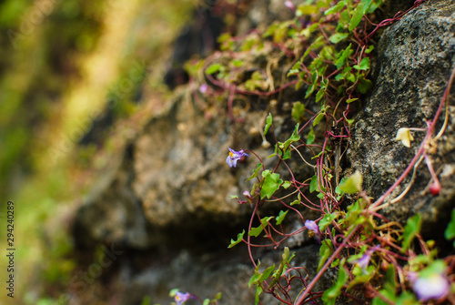flower on a stone wall  © Viktoriia