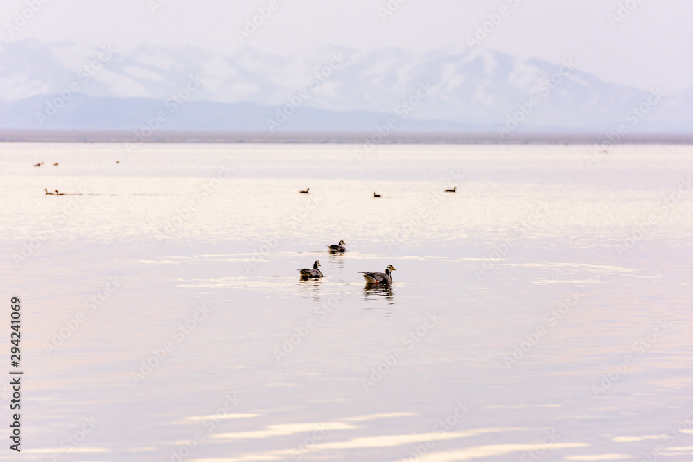 Anser Indicus. Mountain geese on Lake Manasarovar. Tibetan plateau.