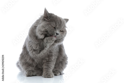 Canvastavla british longhair cat sitting and licking her paw