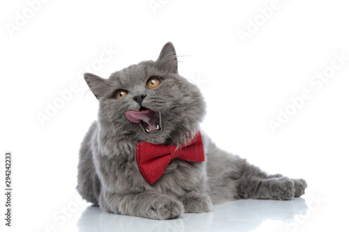Canvas Print british longhair cat lying down and licking nose hungry