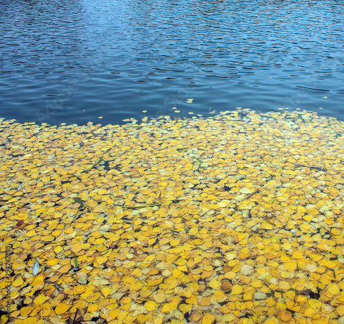 Fallen bright yellow birch leaves on the water in the pond on a cloudy autumn day