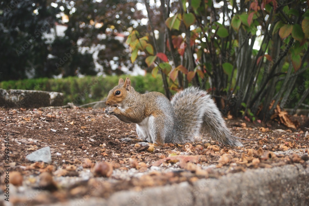 squirrel eating nuts squirrel eating nuts