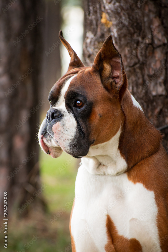 Portrait of a red dog breed German boxer Portrait of a red dog breed German boxer