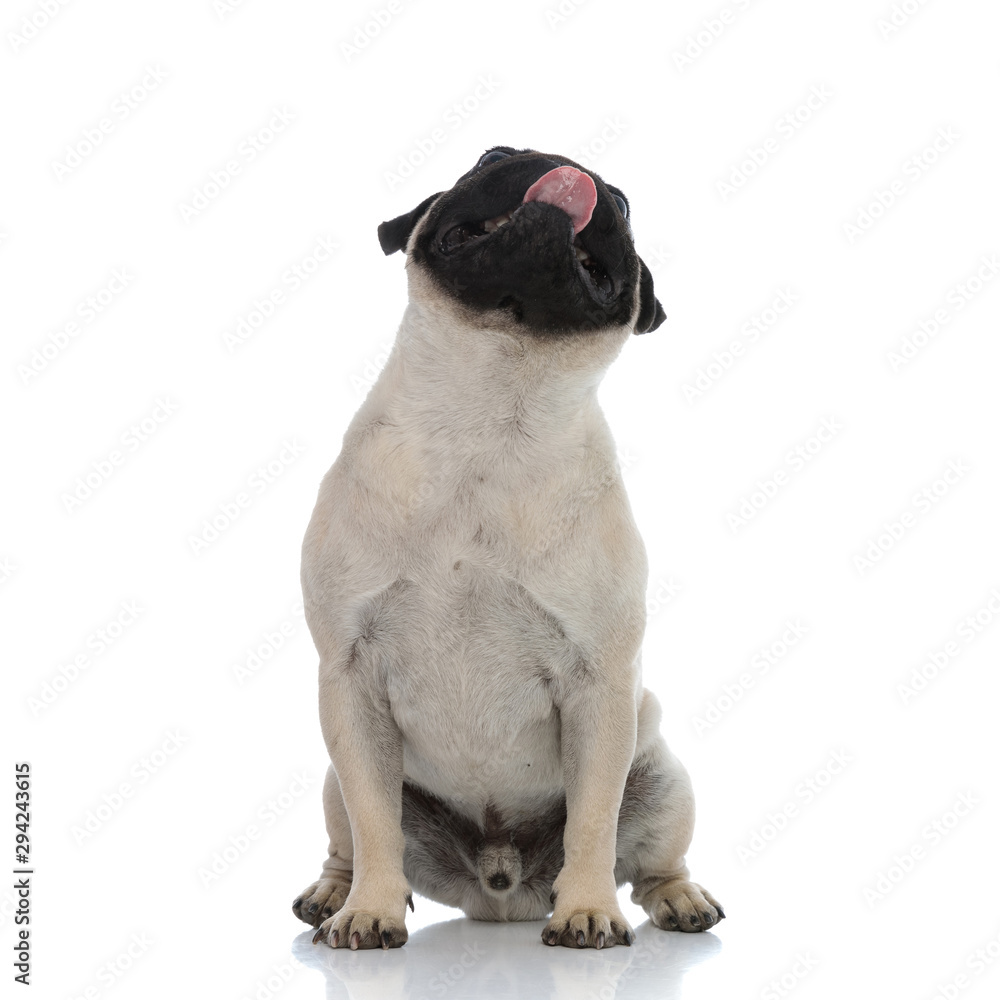 Obraz premium Lovely pug begging and panting while looking up