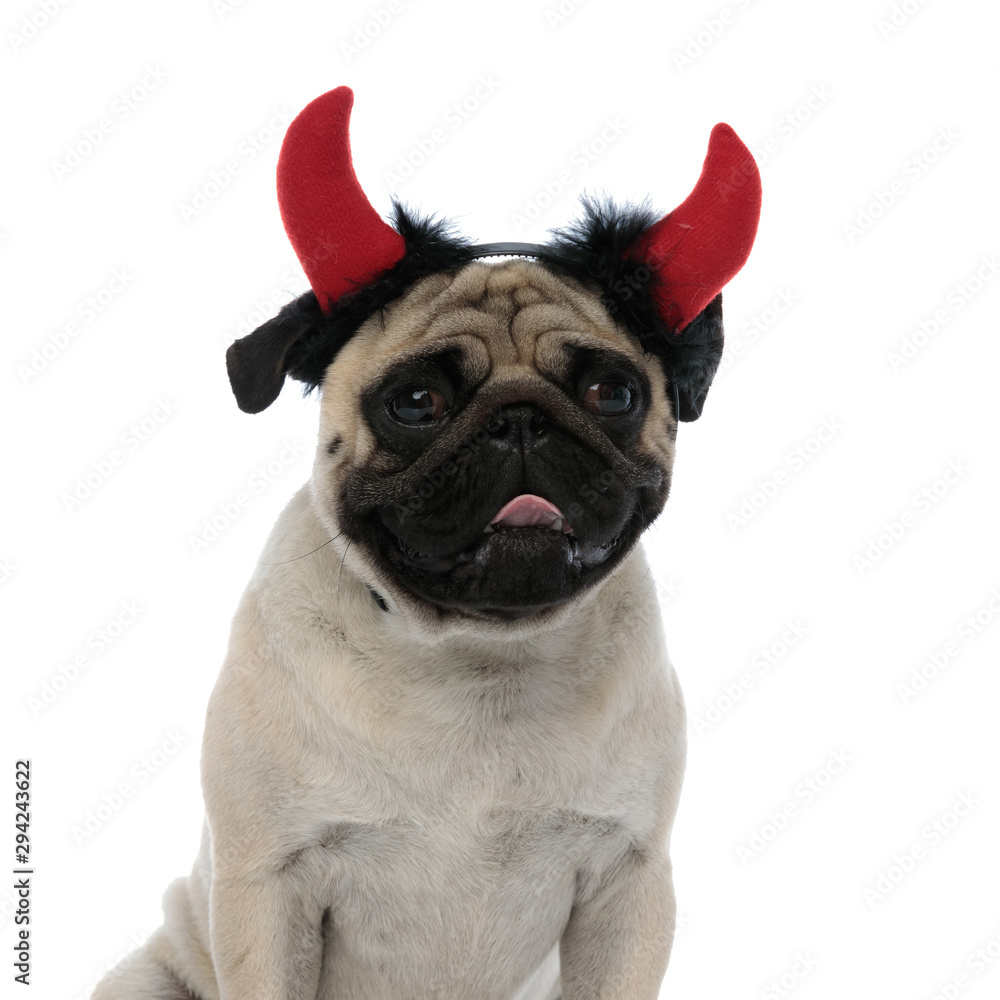 Cute pug wearing devil horns and panting