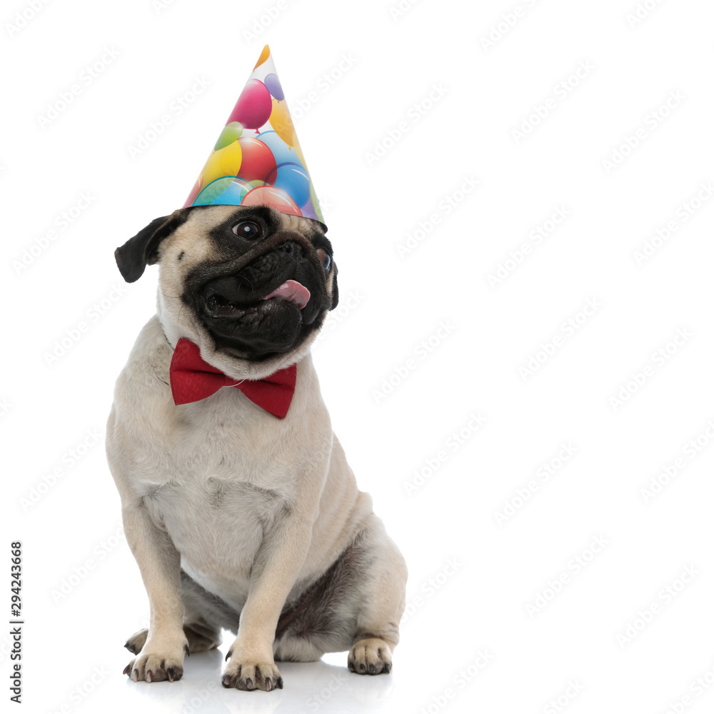 Clumsy pug looking to the side, wearing a party hat