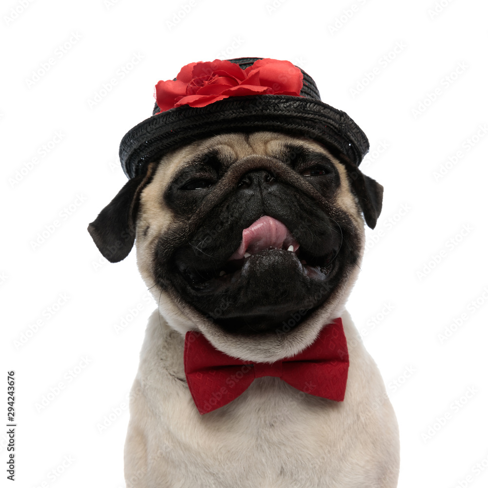 Close up of a sleepy pug panting, wearing a hat