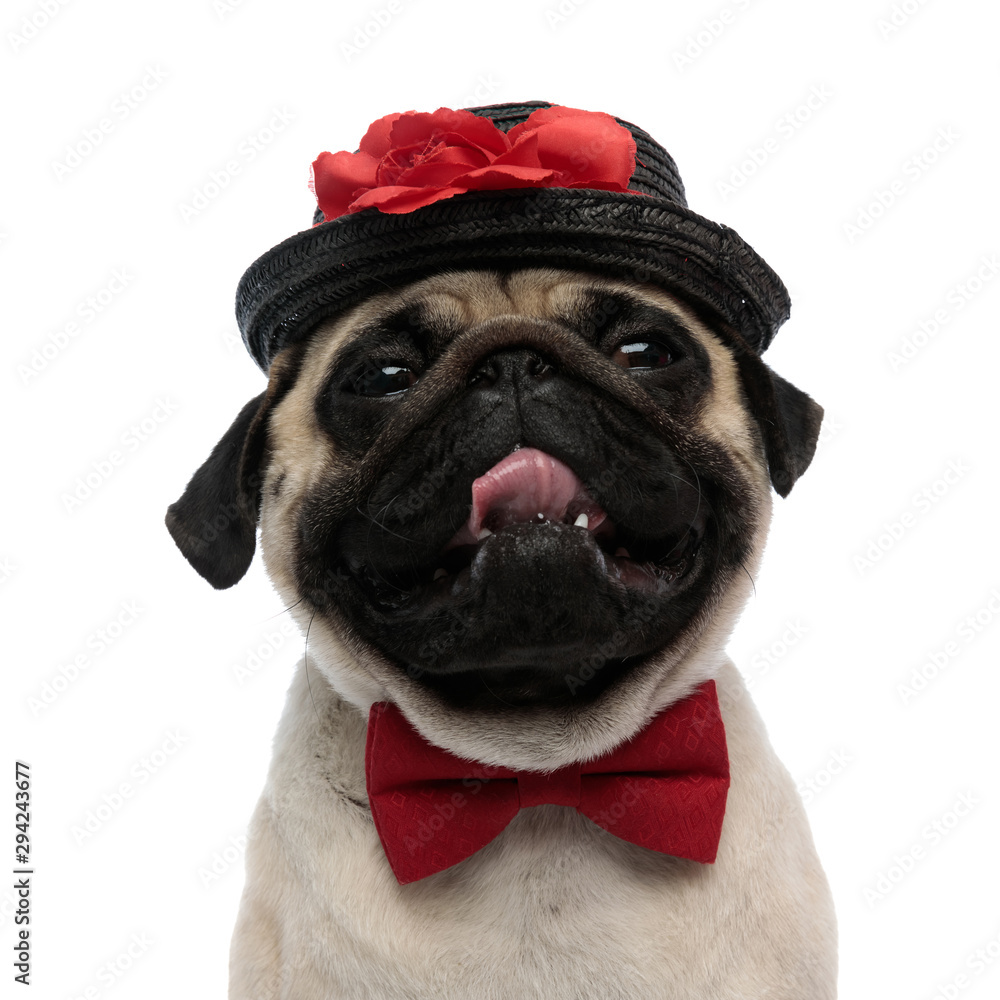 Pug panting and looking away while wearing a decorated hat