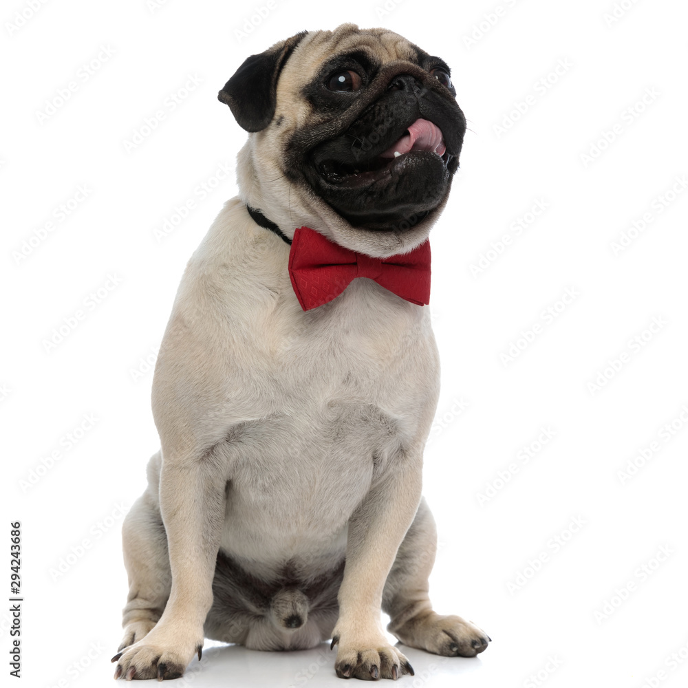 Charming pug panting and wearing an elegant red bowtie