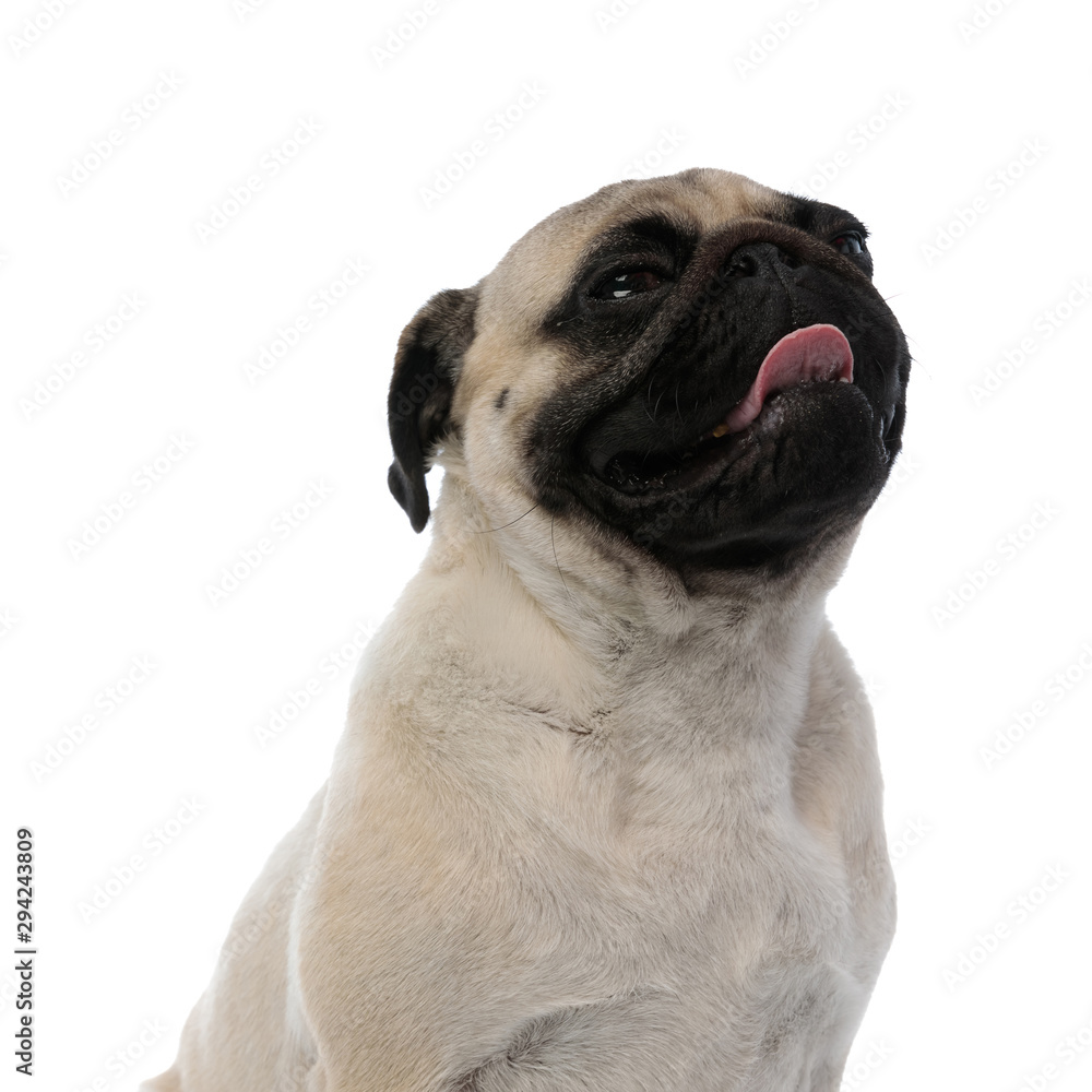 Obraz premium Relaxed pug panting and squeezing his eyes