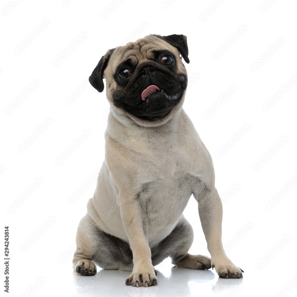 Cheerful pug smiling and panting Cheerful pug smiling and panting