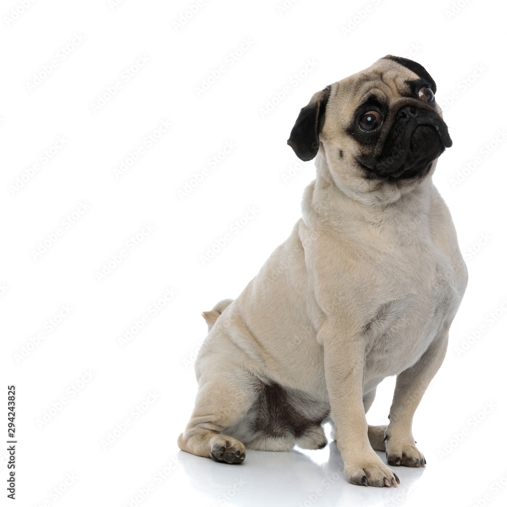 Concerned pug looking away while sitting