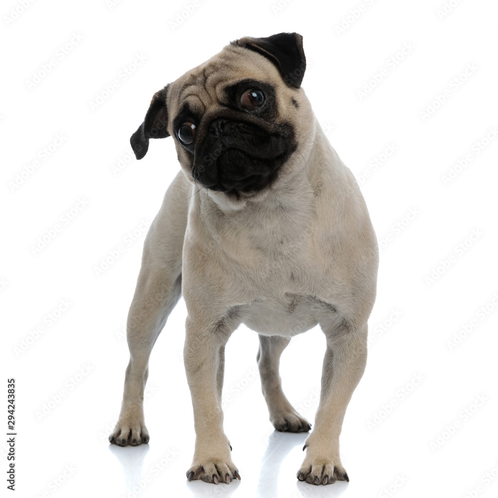 Obraz premium Clumsy pug curiously looking away