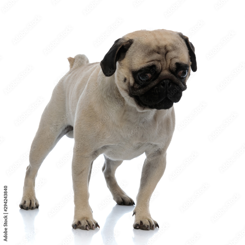 Obraz premium Eager pug looking down and searching