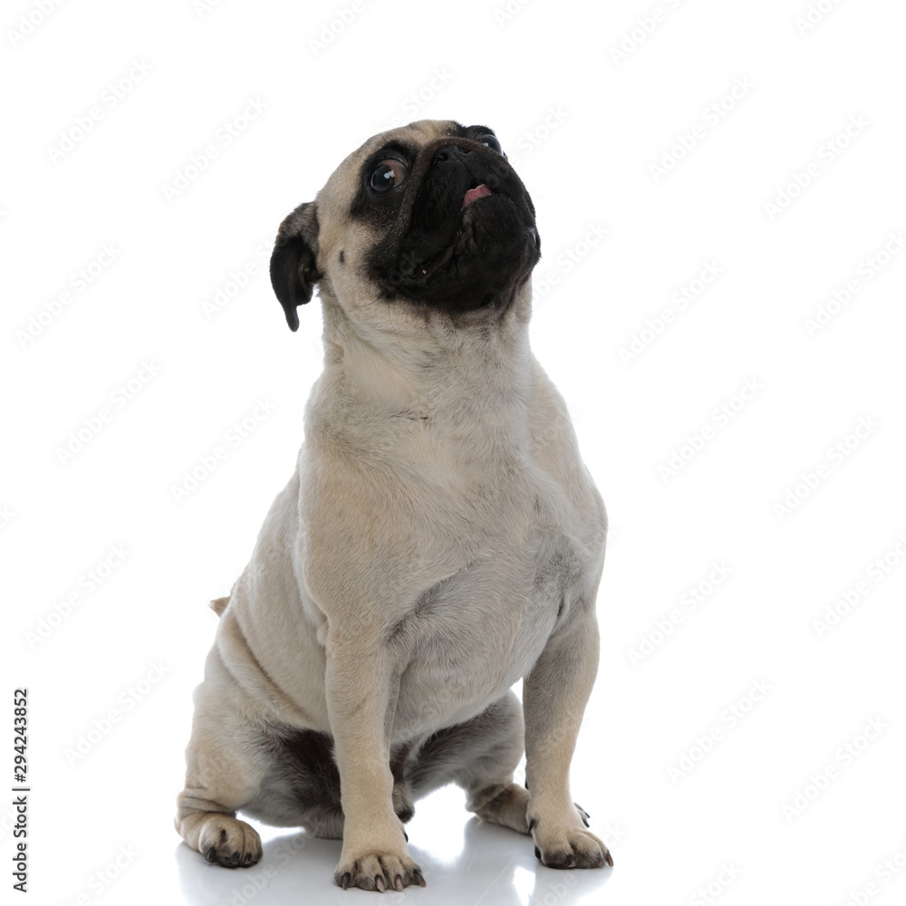 Adorable pug panting and begging while looking up