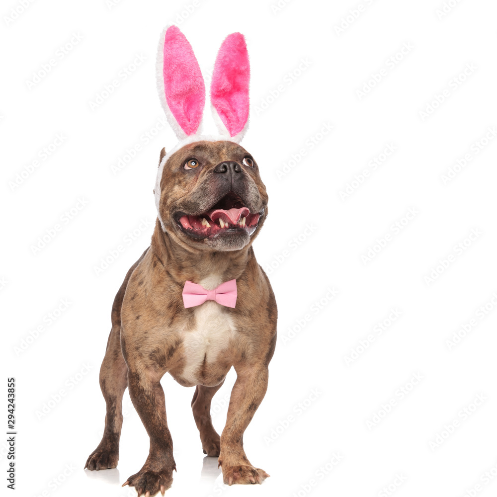 cute american bully wearing bunny ears and pink bowtie