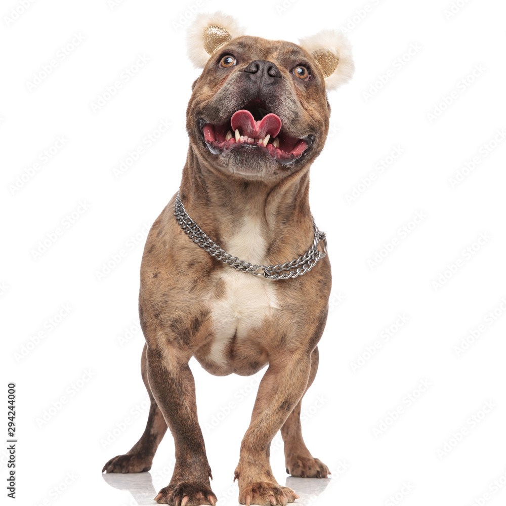 cute american bully panting and sticking out tongue