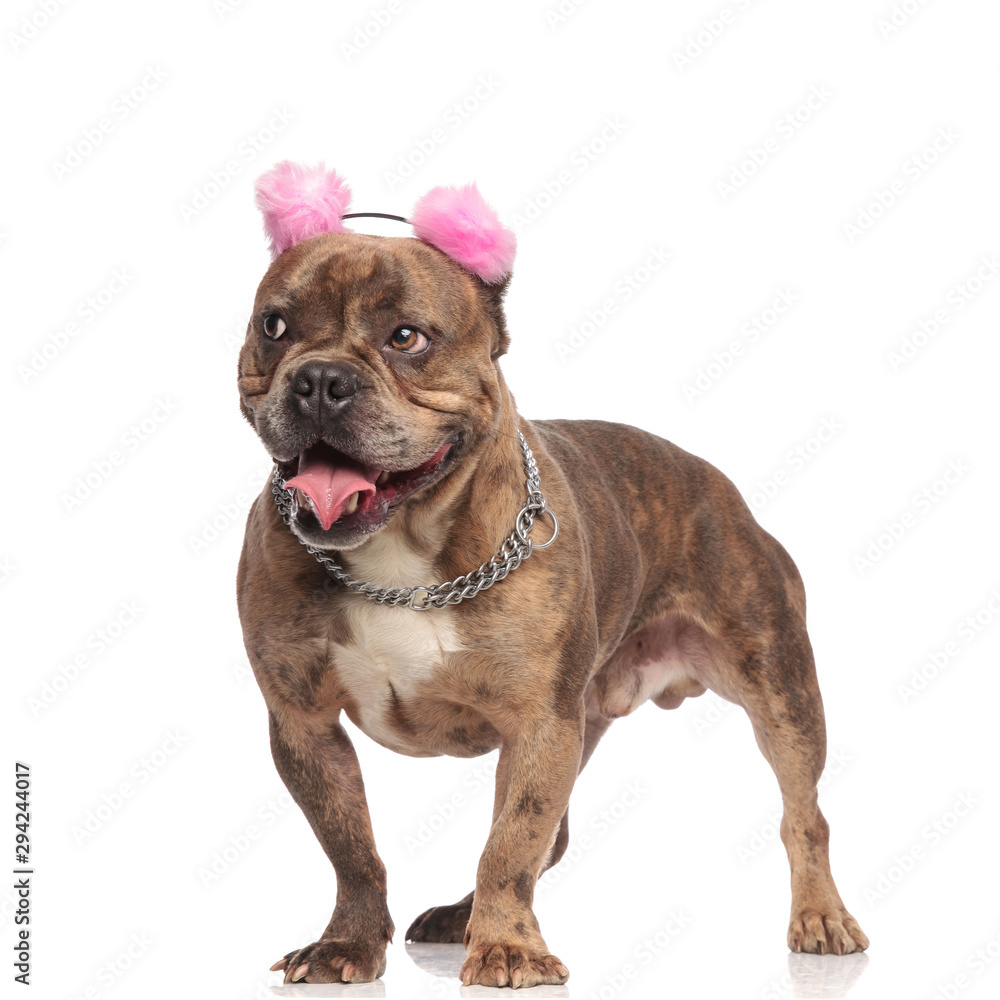 cute american bully wearing pink earmuffs and silver collar