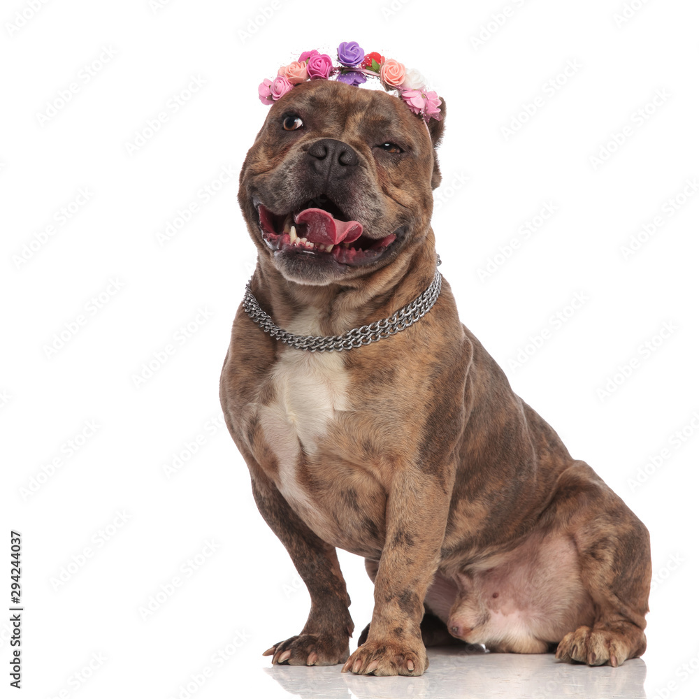 happy american bully wearing headband and panting