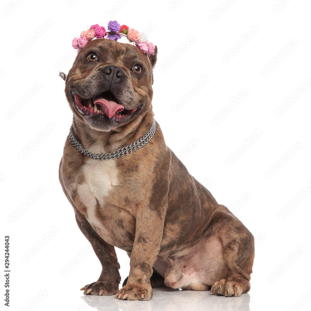 beautiful american bully puppy dog sitting and wearing flowers headband on white background