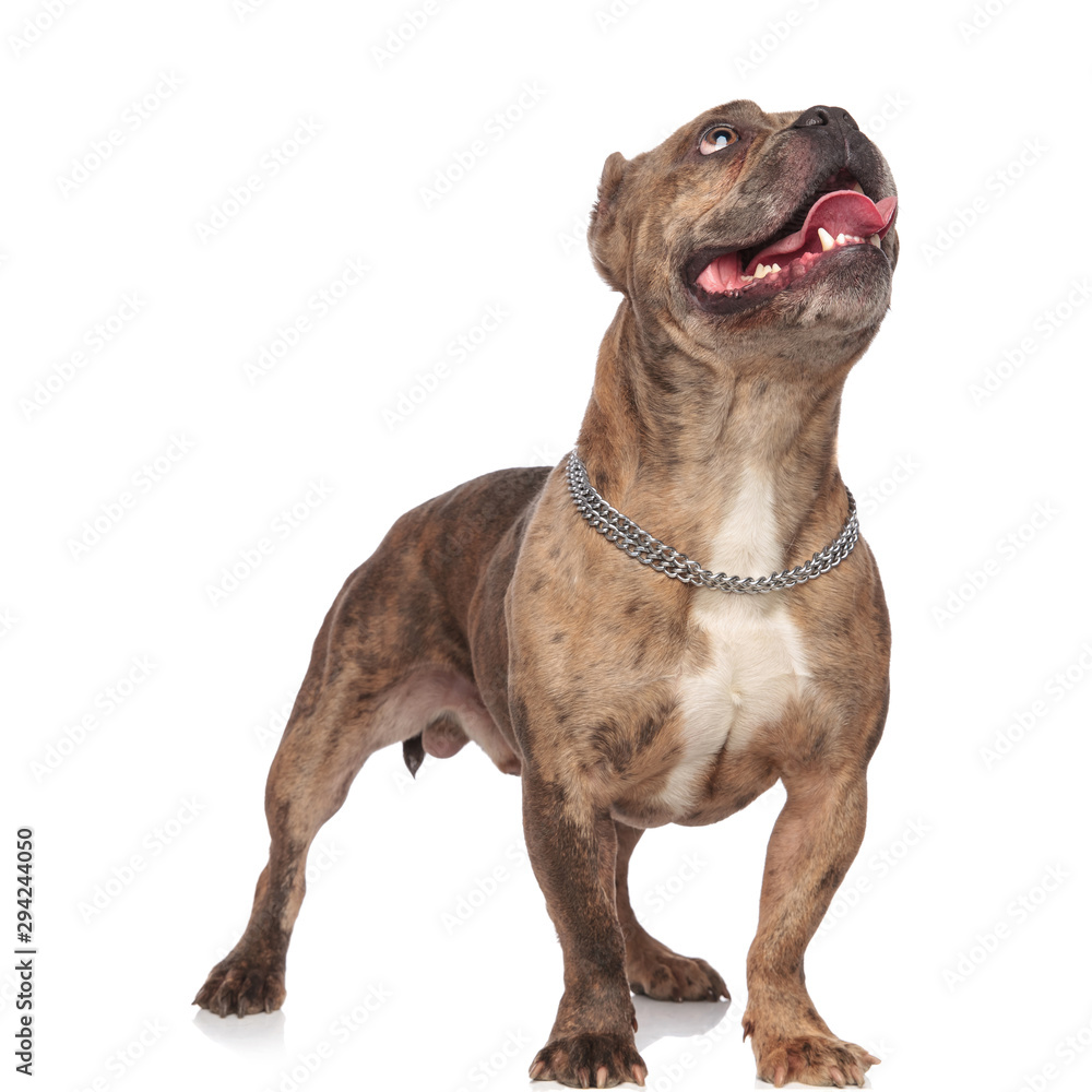 curious american bully wearing silver collar on white background in studio curious american bully wearing silver collar on white background in studio