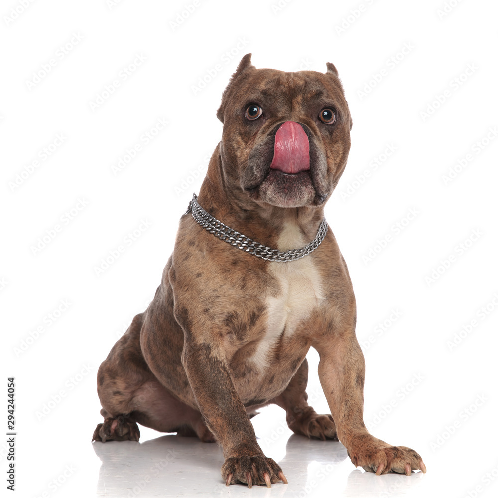 cute american bully licking nose and sitting on white background cute american bully licking nose and sitting on white background