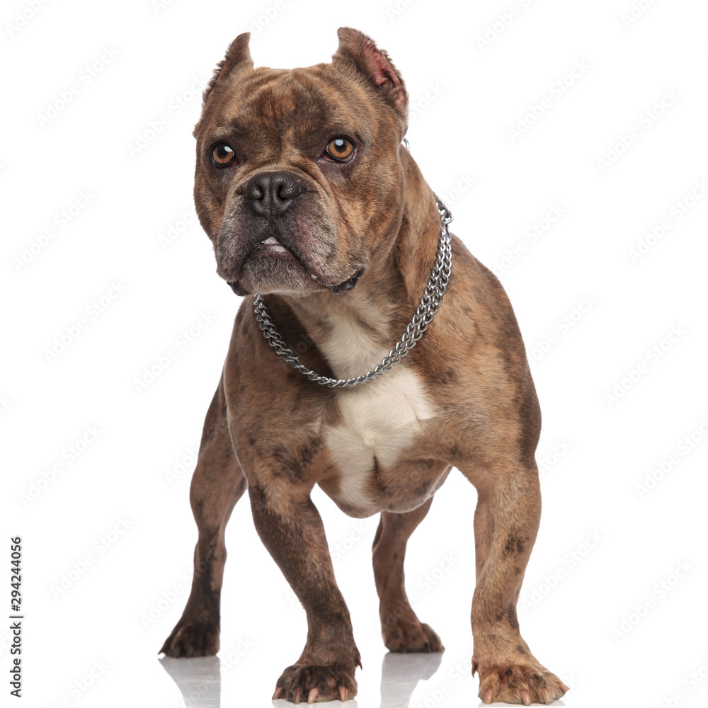 cute american bully wearing silver collar on white background