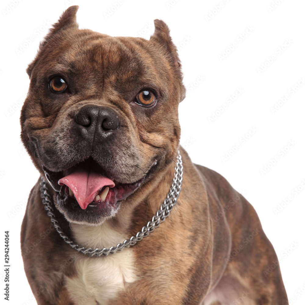 happy american bully wearing silver collar on white background